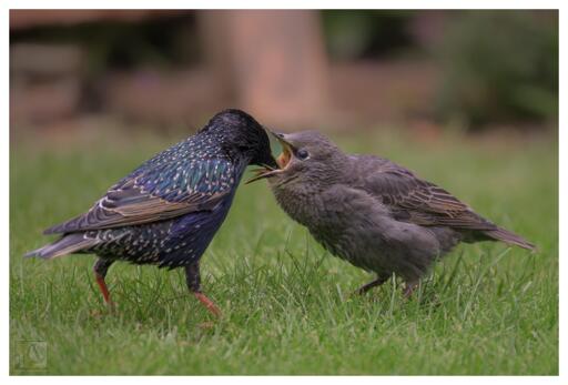 A parent bird feeding it's fledgeling on my lawn