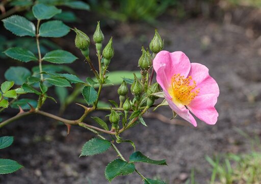 Ein Zweig mit vielen geschlossenen Blütenknospen, an dessen Ende eine rosafarbene  Rosa 'Topolina' Blüte mit gelbem Stempel blüht.