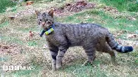Wildcats thriving in Scottish Highlands conservation project