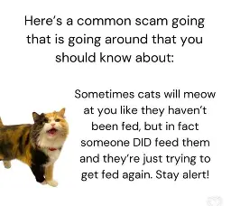An image with a cat meowing. It is captioned "Here's a common scam going that is going around that you should know about: Sometimes cats will meow at you like they haven't been fed, but in fact someone DID feed them and they're just trying to get fed again. Stay alert!"