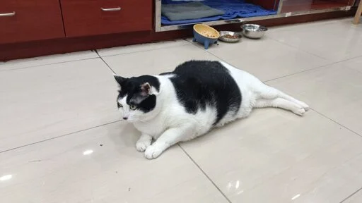 A fat black and white cat laying on the ground 