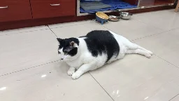 A fat black and white cat laying on the ground 