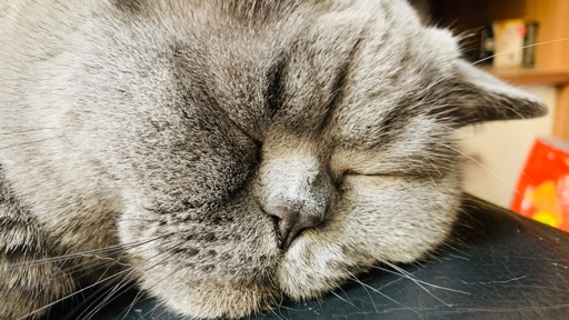 A close-up of a sleeping cat's face, showcasing its gray fur, closed eyes, and relaxed expression.