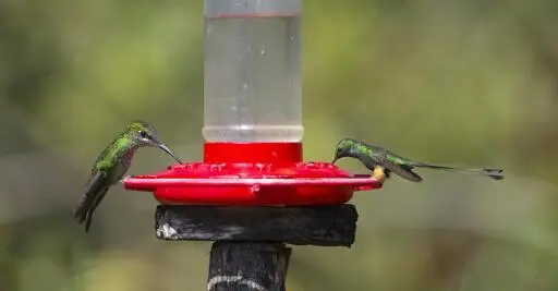 You have to click open the long wide photo centered on a bright red hummingbird feeder recently filled with nectar to see the whole image. The spotty green hummingbird on the left is big eyed, & big headed. This is a female Violet-fronted Brilliant. On the right side, a   much smaller more graceful long-tailed hummingbird is sitting with his long tail flared out to show off the paddles or rackets on the end. You can see that he also has bright orange puffy "boots." This is the male Peruvian Racquettail. Photo by Peachfront. November 2024. Alto Nieve, Peru.