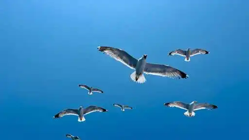 How to migrate from X to Bluesky without losing your followers