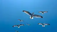How to migrate from Twitter to Bluesky without losing your followers