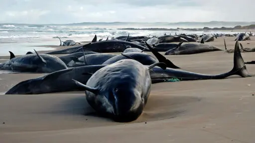 Pod of 157 dolphins stranded on remote Australian beach