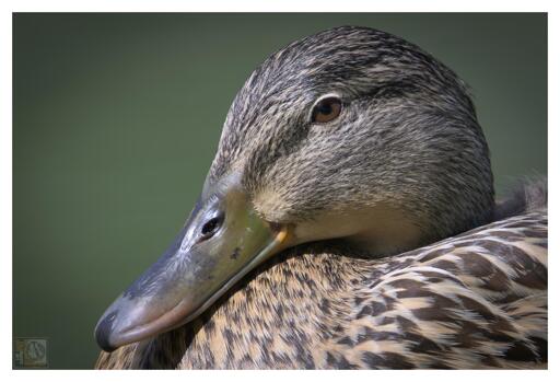 a side profile photograph of a duck