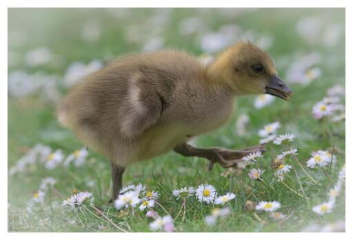 A gosling walking among the daisies 