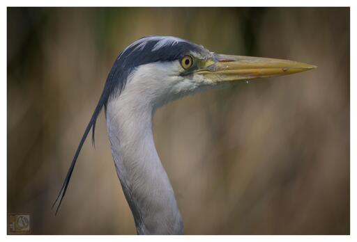 a side profile photo of a grey heron