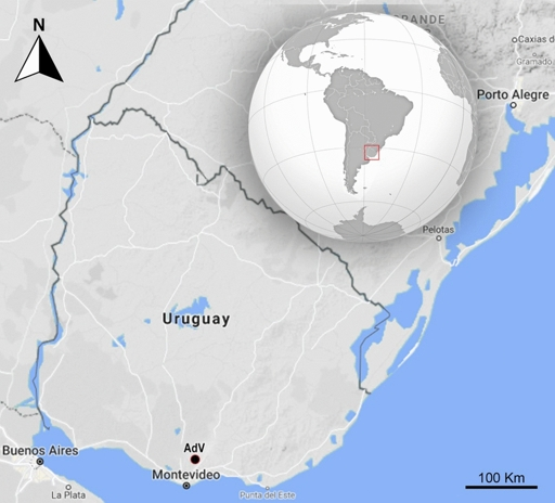An indentation in a 33,000-year-old right calcaneus of the ground sloth Lestodon (Xenarthra, Folivora) from Uruguay and its possible human agency - Swiss Journal of Palaeontology