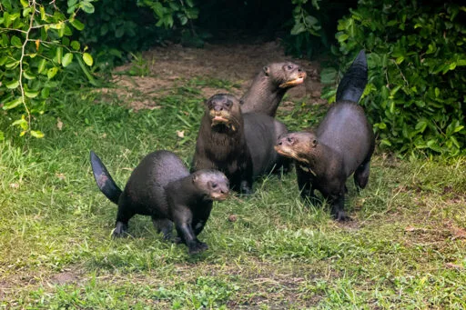 Giant river otter returns to Argentina after almost four decades
