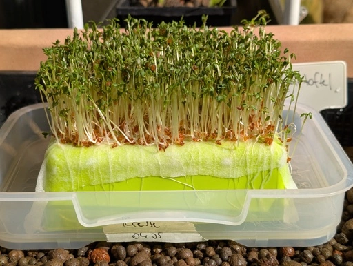 I started to grow microgreens on my old t-shirts - SLRPNK