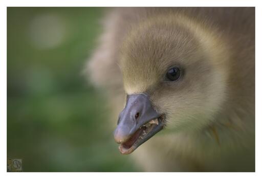 a portrait of a Gosling (Graylag)