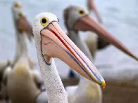 Australian pelican (Pelecanus conspicillatus) - Labrador, Gold Coast, Australia - September 2006