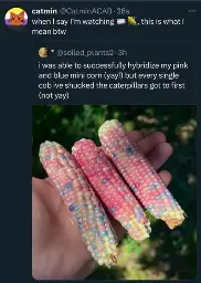 Reply: "when I say I'm watching 🏳️‍⚧️🌽, this is what I mean btw" Post: "i was able to successfully hybridize my pink and blue mini corn (yay!) but every single cob i've shucked the caterpillars got to first (not yay)" Picture of pink, blue and yellowish white corn.