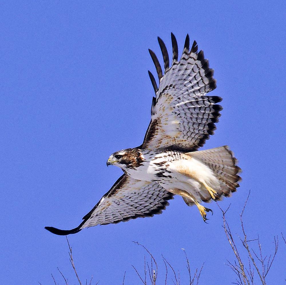 Mostly starkly white hawk with rufous tones on tail and head, rufous patagial markings, and dark bellyband