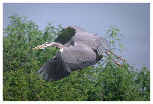A Grey heron in flight