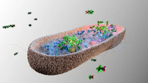 Certain species of microbe found in the human gut can absorb PFAS