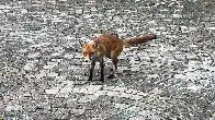 Foxes at Highgate Cemetery in London 🦊