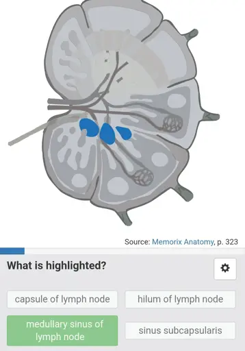 Lymph node