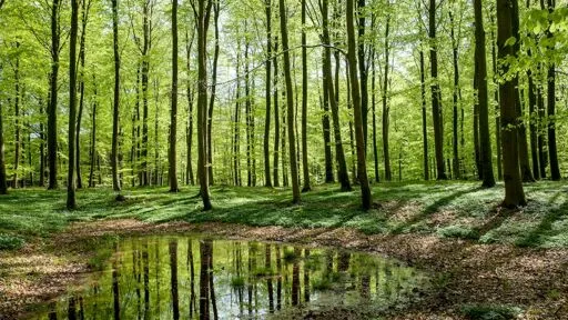 Vejen til mere skov i Hjørring begynder med ét træ per indbygger