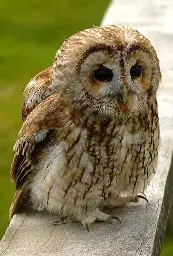 The picture is of a Tawny owl (Strix aluco) sitting on a fence, beak open as if to speak