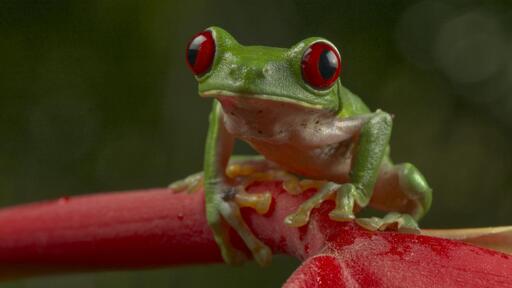 A beautiful shiny green tree frog with huge red eyes sits on the petals of a red tropical flower. This is the Red-eyed Tree Frog. La Tarde, Osa Peninsula, Costa Rica. Photo by Peachfront. 
