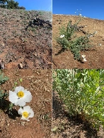 [socal] Matilija Poppy progress