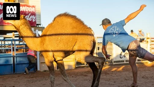 Chasing camels to stick duct tape on their backs an outback competition attracting thousands