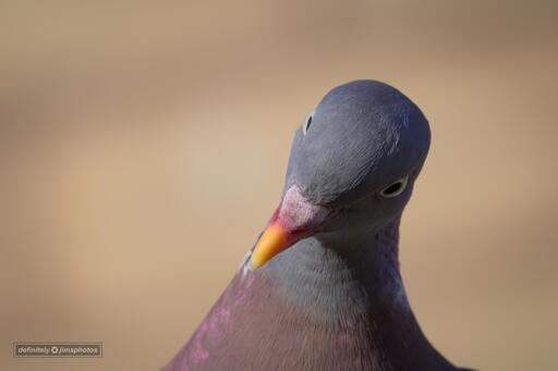 a photo of a pigeons head