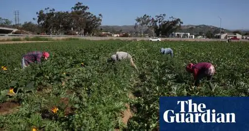 Ice raids leave crops unharvested at California farms: ‘We need the labor’