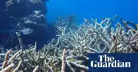 ‘It was our hope spot’: scientists heartbroken as pristine coral gardens hit by Western Australia’s worst bleaching event | Climate crisis