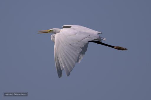 a small white heron in flight