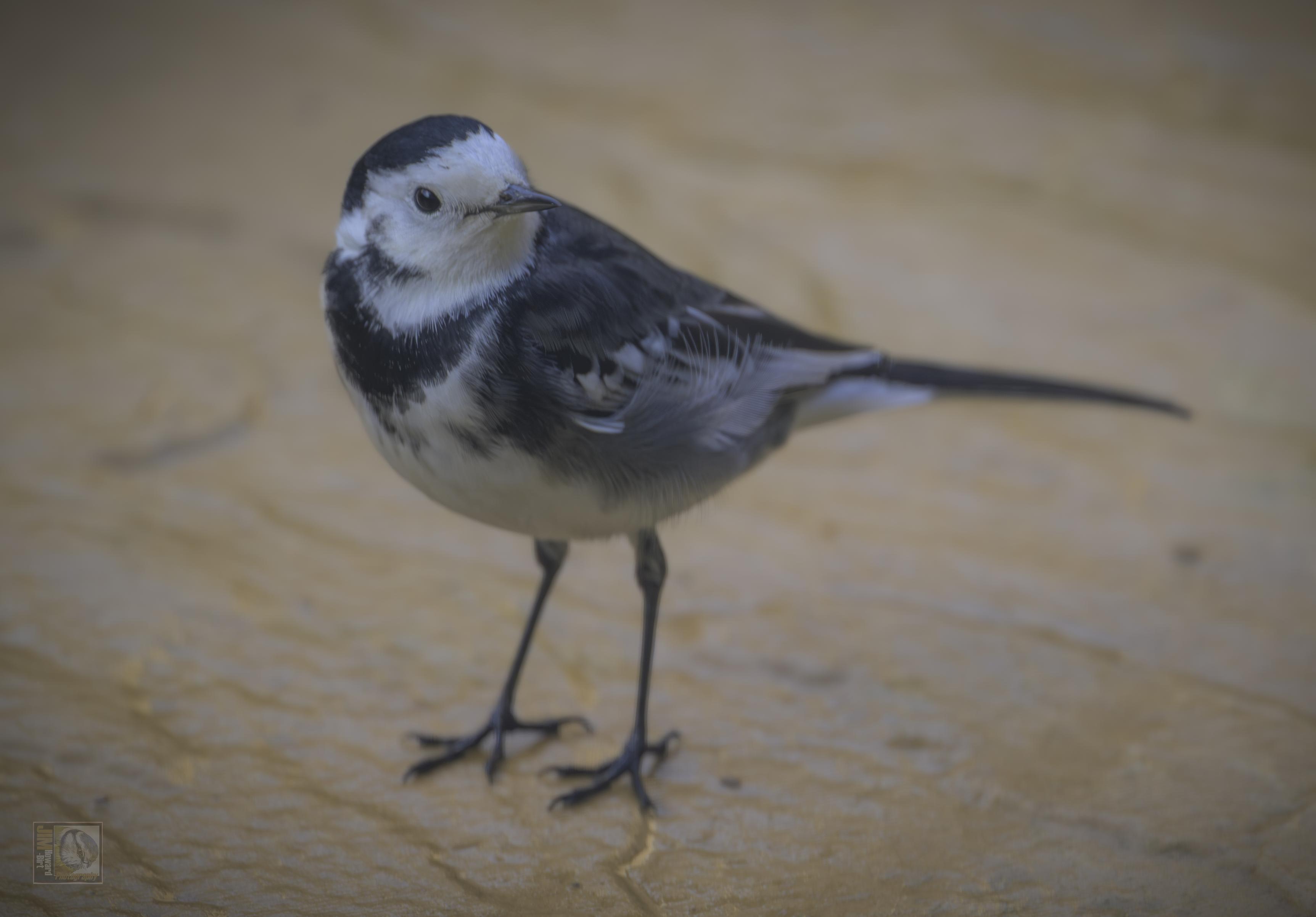 a small black and white bird with a long tail