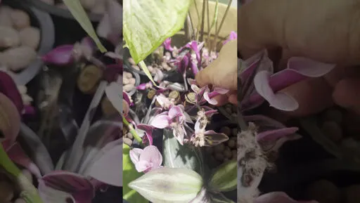 Caldium, tradescantia, and coryline ti logs in DWC(?) in a nice pot