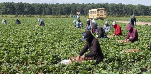 Farm certification could make Canada’s farms fairer for migrant workers