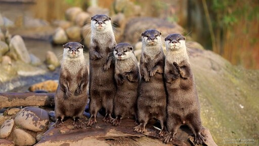 Voici loutre côté (plus mignon) de jlai.lu