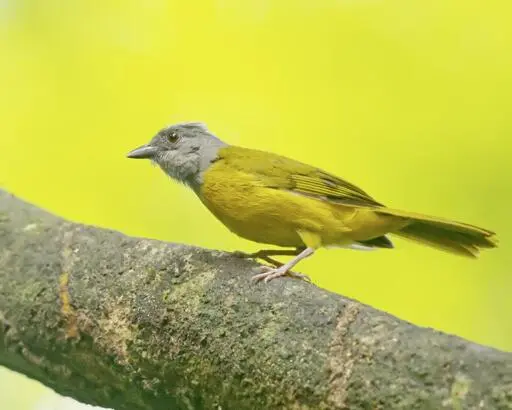 An alert bird with a gray head and yellow body is looking across the branch, presumably to his mate. (Not speculating here, I actually saw the birds copulating but in a spot too dark for me to get the shot). This is Gray-headed Tanager. The sky beyond is kind of a bright yellow-green. Photo by Peachfront. Osa Peninsula, Costa Rica.