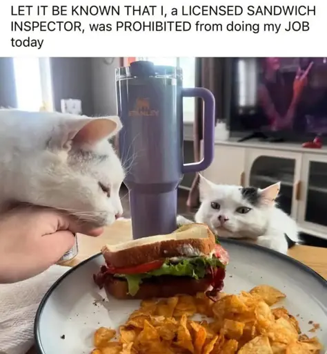 An image of cats looking at a plate full of human food, including a sandwich. A person is holding one cat back gently. This image is captioned "LET IT BE KNOWN THAT I, a LICENSED SANDWICH INSPECTOR, was PROHIBITED from doing my JOB today"