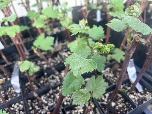 UMN develops wine grapes, table grapes strong enough to survive Minnesota winter