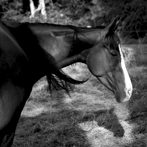 Monochrome daylight photography
horse's torso side view.