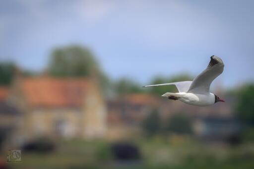 a gull in flight with some houses and trees from a local village in the background