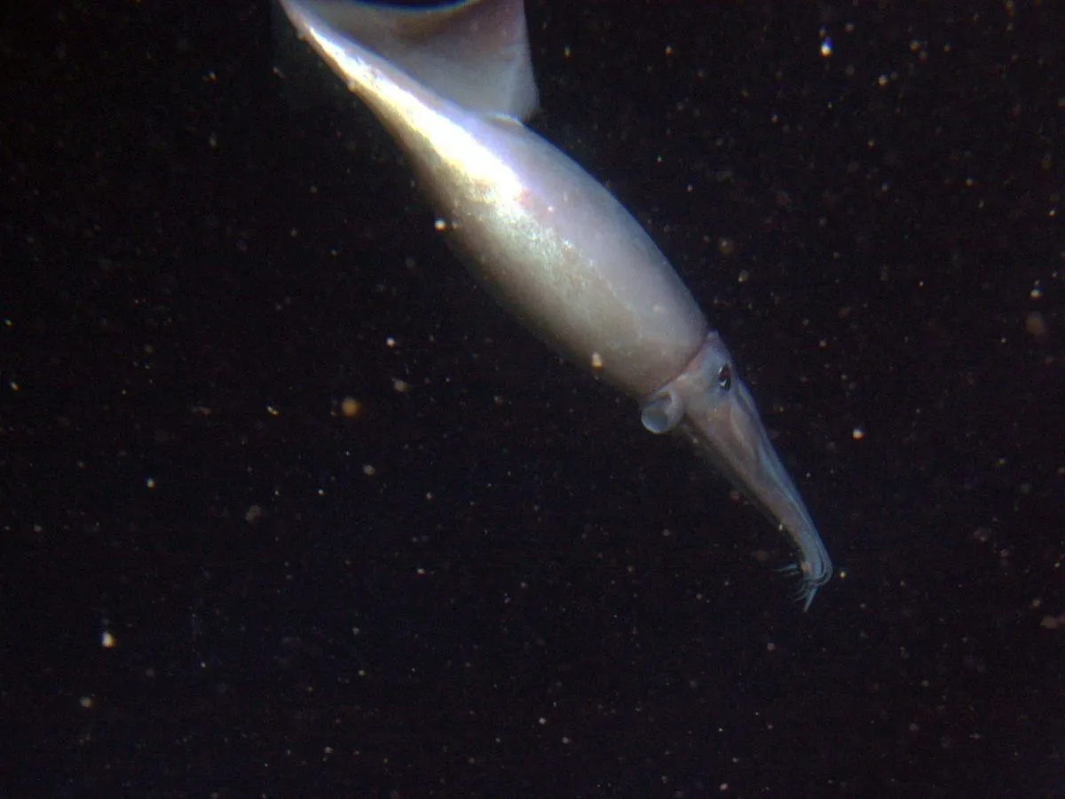 There's a flying squid? Yes some squid really can fly - Here's how and why