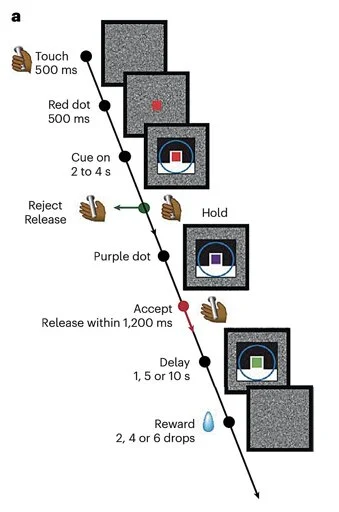 Study shows that attractor dynamics in the monkey prefrontal cortex reflect the confidence of decisions