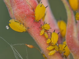 Yellow aphids on a flower with baby aphids around them