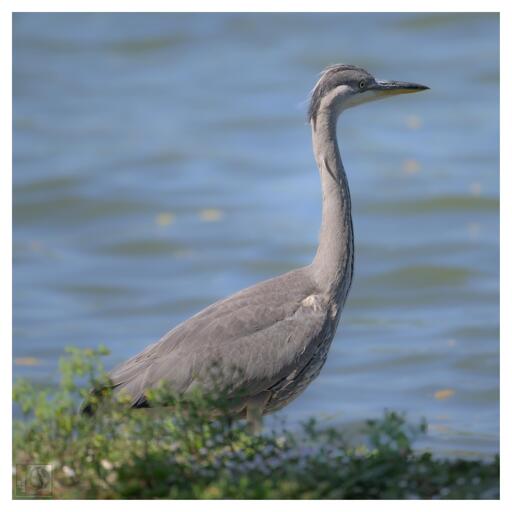 a heron stood on the bank of a lake
