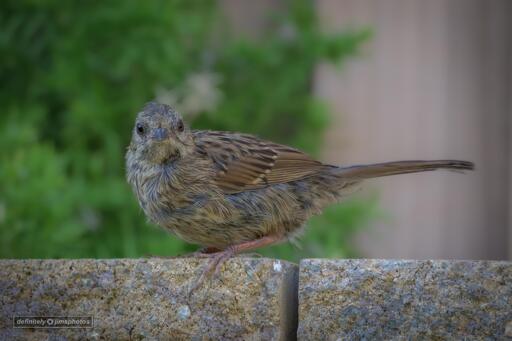 a small brown bird 