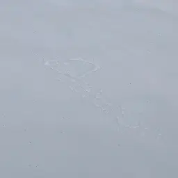 The imprint of bird wings on fresh snow with tracks around it.