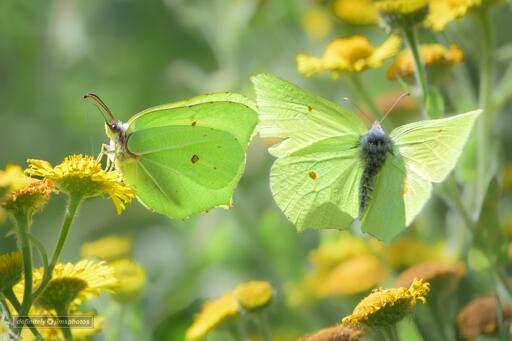 2 sulphur yellow butterflies 